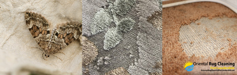 Moth Damage Rugs