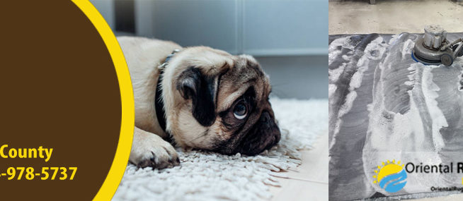 Eliminate Pet Urine Odors in Fort Lauderdale